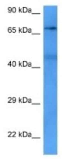 KF1 Rabbit anti-Human, Polyclonal, Novus Biologicals:Antibodies:Primary
